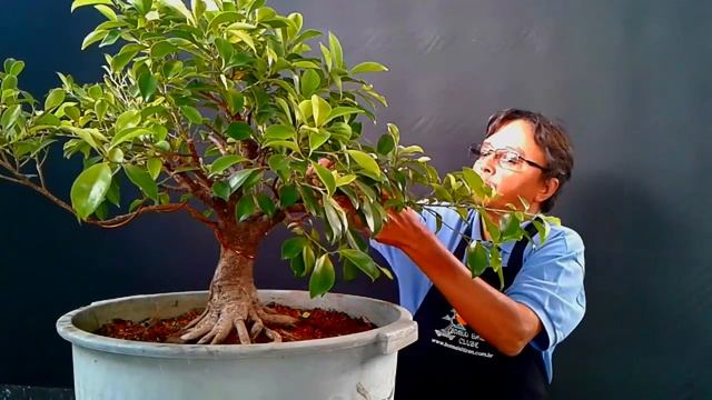 Pré Bonsai de Ficus Retusa смотреть онлайн