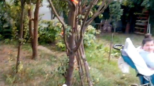 Бультерьер этуаль смотреть онлайн