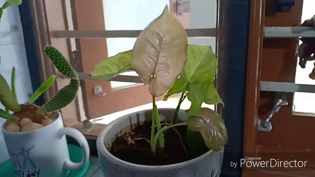 How to make your Pink Syngonium more pink смотреть онлайн