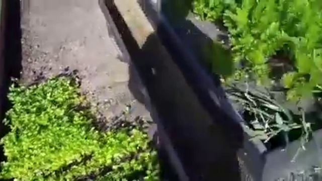 ОГУРЦЫ НА ВЕС ЗОЛОТА. МОИ ДАЧНЫЕ ПОСАДКИ. смотреть онлайн