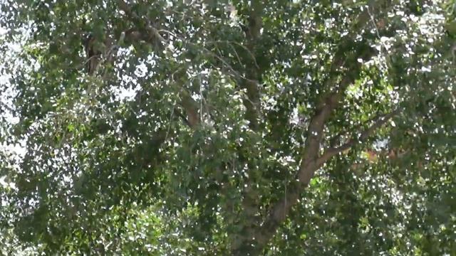 Коршун сидит на дереве и чистит перья. Крик коршуна. Птицы Сибири. Новосибирск. смотреть онлайн