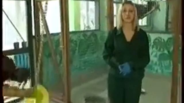 Утро на Енисее - Абиссинский рогатый ворон смотреть онлайн