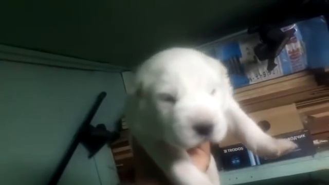 Бугай Алабай Фазиля. Не по дням а по часам. смотреть онлайн