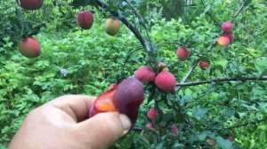 Алыча с фантастическим вкусом!