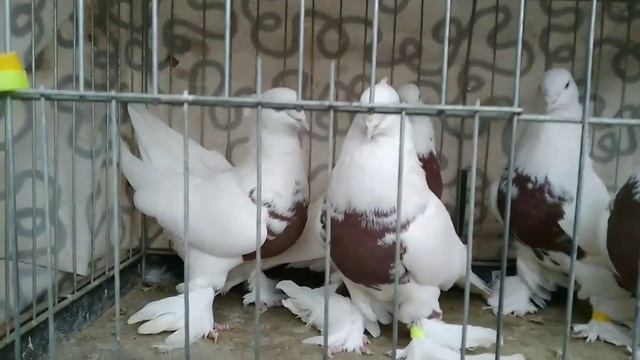 андижанцы , andijan pigeons 18.02.2022 смотреть онлайн