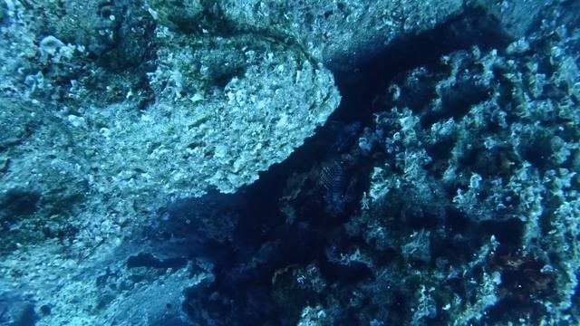 VENOMOUS & INVASIVE LIONFISH Catch & Cook | Spearfishing Greece Pt.3 смотреть онлайн