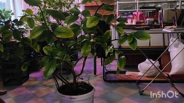 Урожайность цитрусов, подкормки, поливы смотреть онлайн