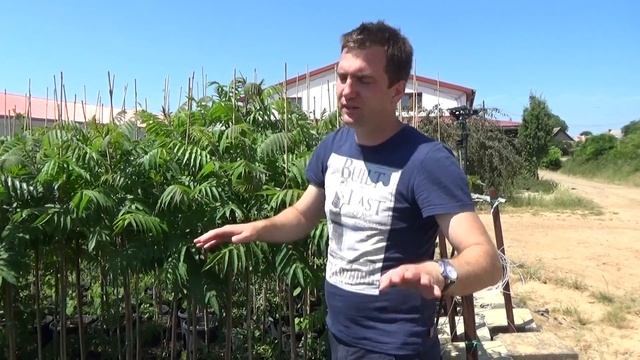 Rhus typhina - Torzsás ecetfa rendelése смотреть онлайн