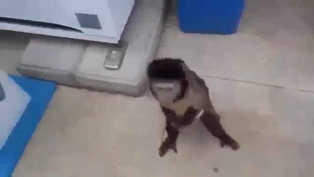 Обезьяна Покупает себе выпить смотреть онлайн