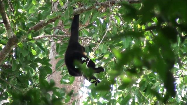 Southern Yellow-Cheeked Crested Gibbon (Nomascus gabriellae) | Cat Tien National Park, Vietnam смотреть онлайн