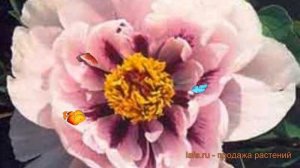 Пион древовидный Сапфир (paeonia suffruticosa) ? пион Сапфир обзор: как сажать саженцы пиона Сапфир