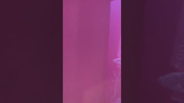 Что это было? #беларусь #минск #мир #весна смотреть онлайн