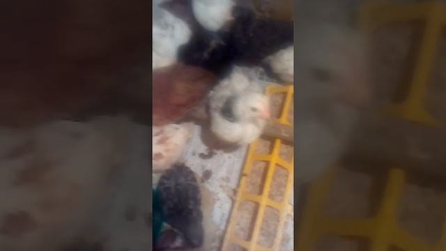 Куры месячные