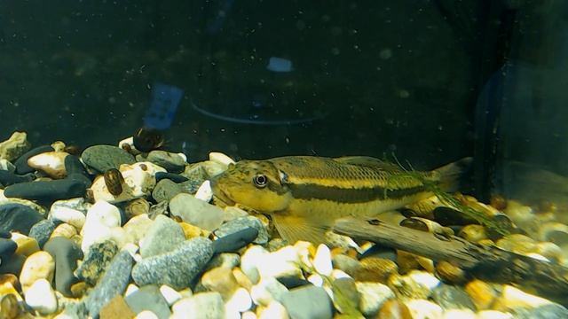 Китайский водорослеед. Описание, условия содержания и личный опыт. У рыжих действительно нет души смотреть онлайн