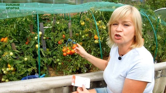 УЛЬТРАСКОРОСПЕЛЫЙ! ОБЗОР СОРТОВ ТОМАТОВ! Советы от ЗЕЛЕНОГО ОГОРОДА! смотреть онлайн