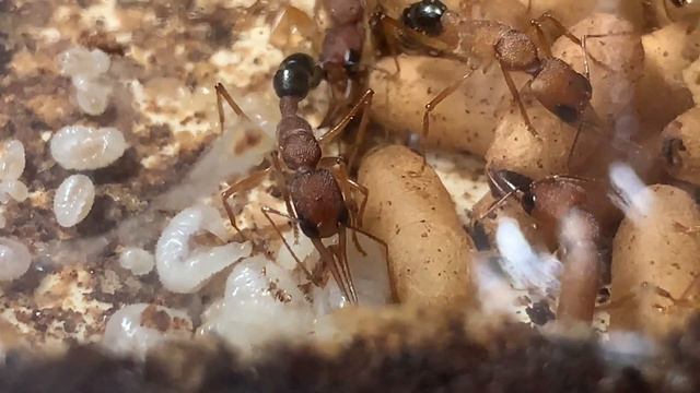 Основная колония муравьев Салтаторов, 5 месяцев (Harpegnathos saltator) #1 смотреть онлайн