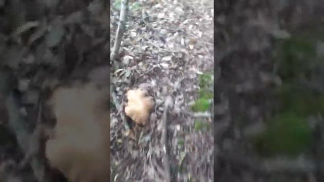 Грибная охота) смотреть онлайн