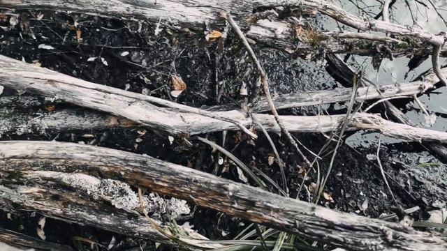 VID 20220904 190611 Тучи, как кони в ночном...(Н. Клюев)...Павел Васильев Лахтинский смотреть онлайн