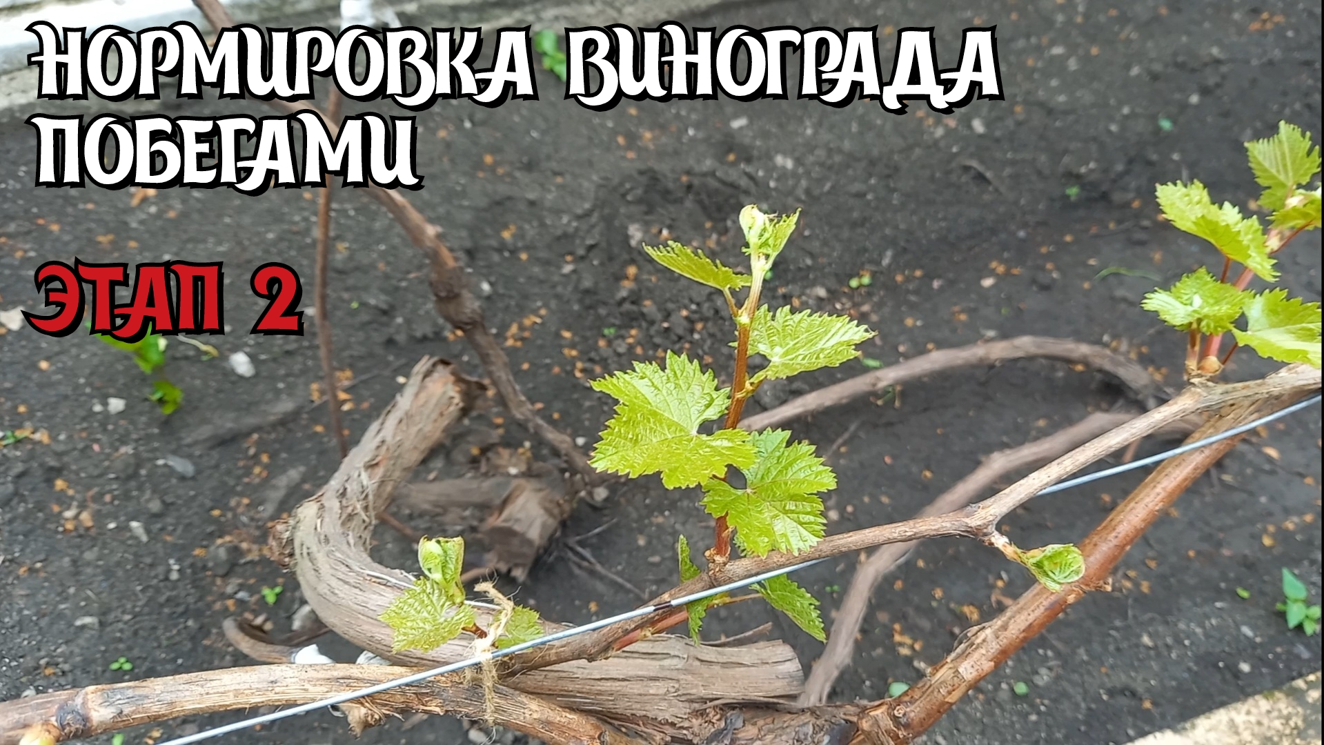 Нормировка винограда побегами. Предварительная проломка. смотреть онлайн