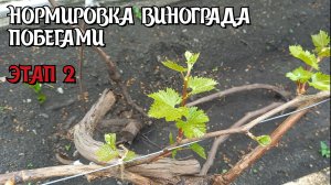 Нормировка винограда побегами. Предварительная проломка.