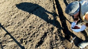 ????ЧТОБЫ ЛУК НЕ ШЕЛ В СТРЕЛКУ