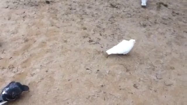 Белый голубь с охраной 2 смотреть онлайн