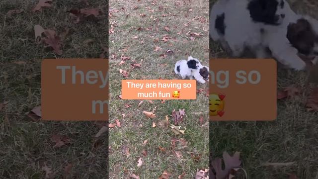 Update on Coton De Tulear babies Chandler and Cora смотреть онлайн