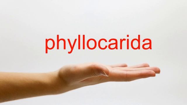 How to Pronounce phyllocarida - American English смотреть онлайн