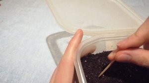 Спаржа. Выращивание из семян. 1 этап.