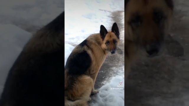 Овчарка - Запахло весной)