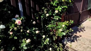 Самая беспроблемная и эффектная плетистая роза. Роза Айсберг