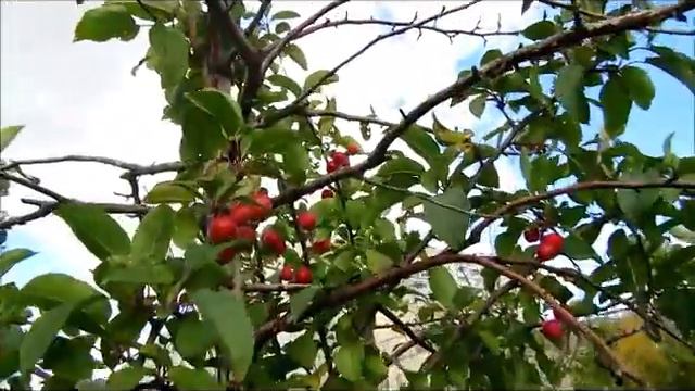 Медленный Мир смотреть онлайн