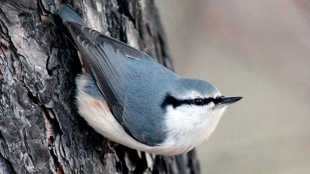 ПОПОЛЗЕНЬ ОБЫКНОВЕННЫЙ - очень запасливая и трудолюбивая птица, к тому же отменный древолаз! смотреть онлайн