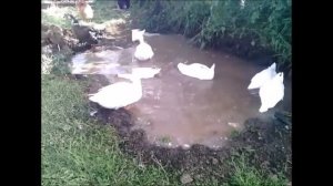 Мини пруд для уток.