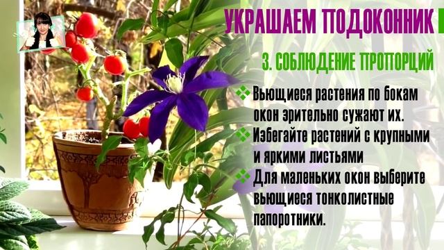 Комнатные цветы. Украшение подоконника. смотреть онлайн