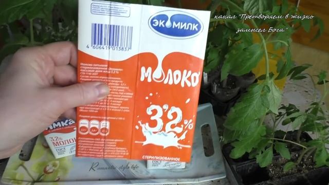 Рассада высоких томатов - поэтапная формировка и перевалка смотреть онлайн