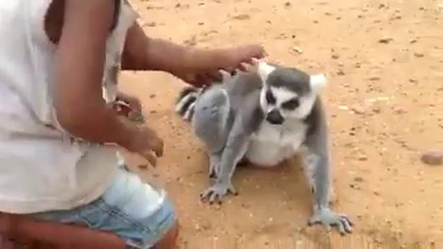 Забавный лемур смотреть онлайн