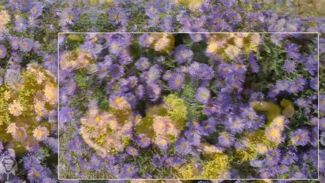 Муз. Андрея Обидина. Осенние цветы. смотреть онлайн