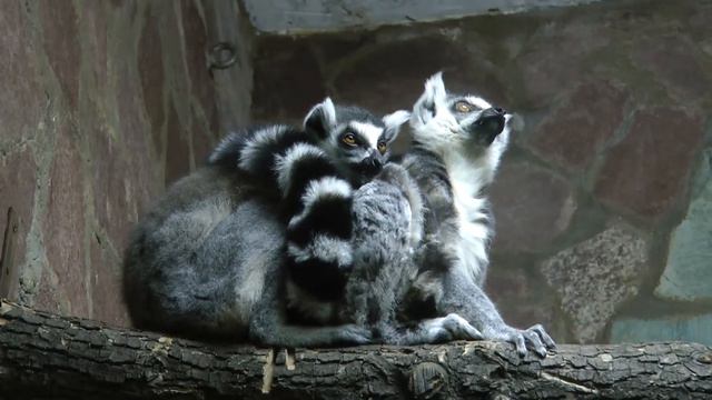Лемуры в Питерском зоопарке смотреть онлайн
