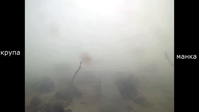 прикормка,гречка,горох, крупа,манка подводная съемка смотреть онлайн