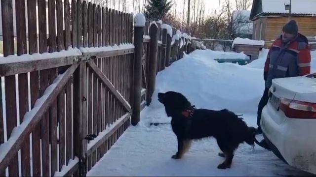 Охрана участка Монголдог Panda (Бароха) смотреть онлайн