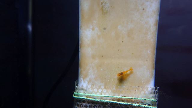 Редкие кадры, рождение 🦐 креветок 🦐