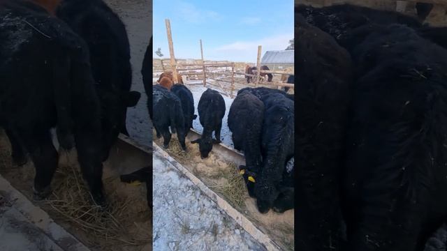 приучаем телят ангусят к корму #ангус #акбас #ауылөмірі #казахстан #ферма смотреть онлайн