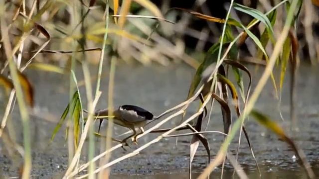 Краматорськ, парк Ювілейний, птахи на озері смотреть онлайн
