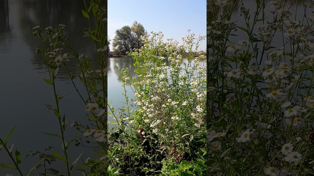 Resting on the Shore and Thinking about the Eternal... смотреть онлайн