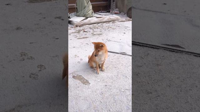 我家柴犬疯了，在雪中冻得爪子都不敢放地上，也要玩就不回家，这狗太野了 смотреть онлайн