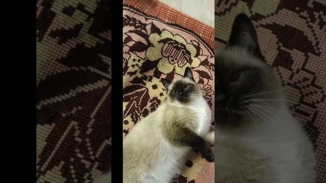 #рек #рекомендации #кошки #котики смотреть онлайн