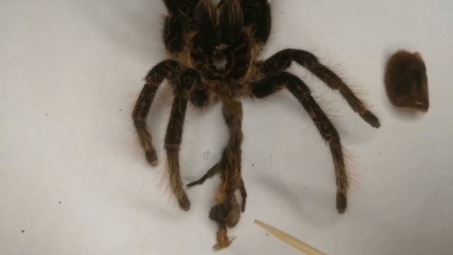 Определяем пол паука. Brachypelma (Tliltocatl) albopilosum L11. Дал имя пауку. смотреть онлайн