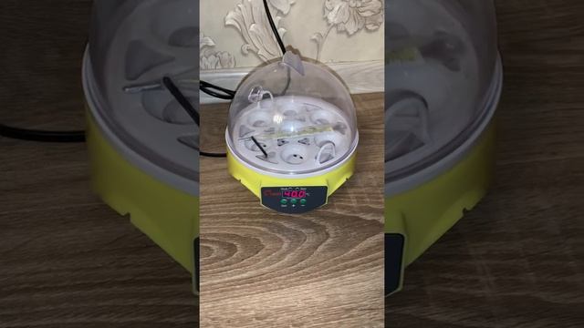 Мини инкубатор на 7 яиц с алиэкспресс смотреть онлайн
