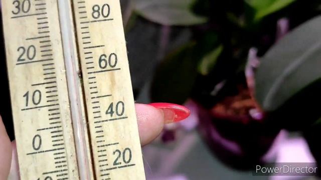 #орхидеи Как помочь орхидее зацвести? смотреть онлайн